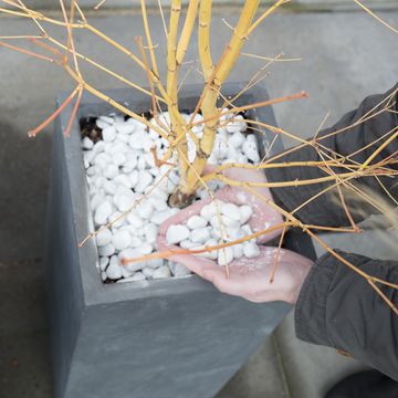 Acer palmatum 'Bi-hoo'