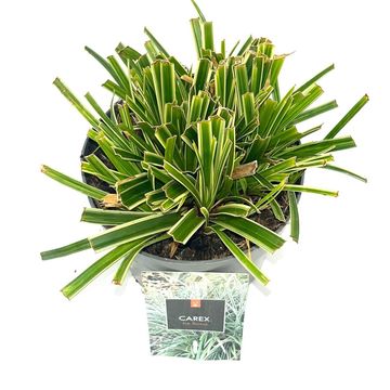 Carex morrowii 'Ice Dance'