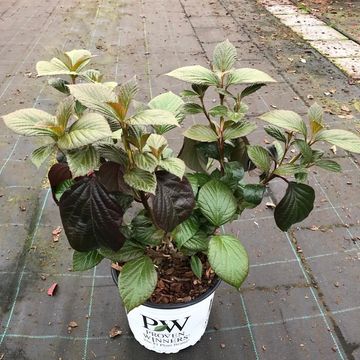 Viburnum SHINY DANCER