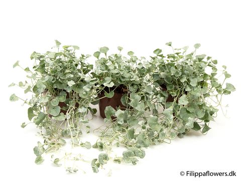 Dichondra argentea 'Silver Falls'