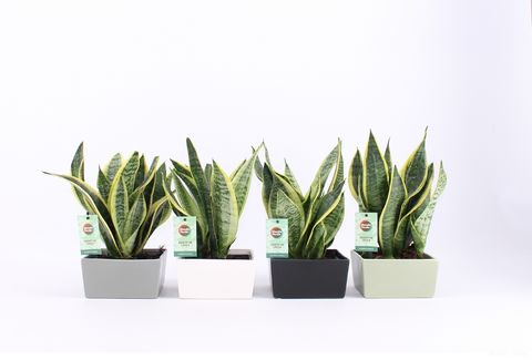 Sansevieria trifasciata 'Futura Superba'