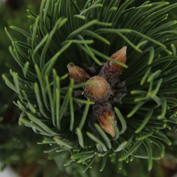 Pinus nigra 'Oregon Green'