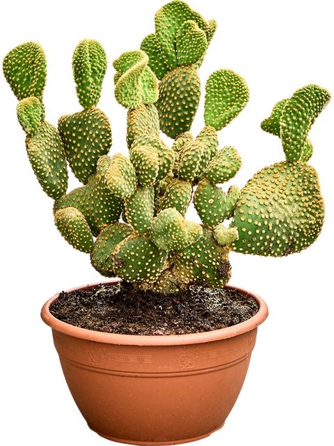 Opuntia microdasys undulata