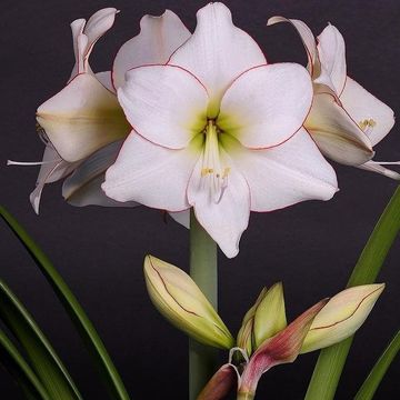 Hippeastrum 'Picotee'