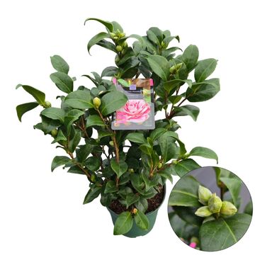 Camellia japonica 'Bicolor'