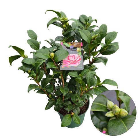 Camellia japonica 'Bicolor'