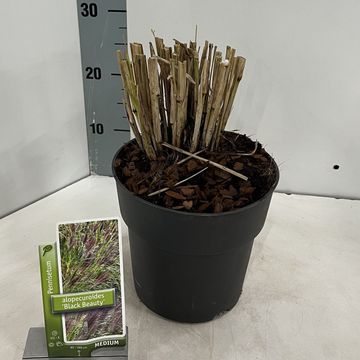 Pennisetum alopecuroides 'Black Beauty'
