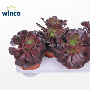 Aeonium arboreum 'Velours'