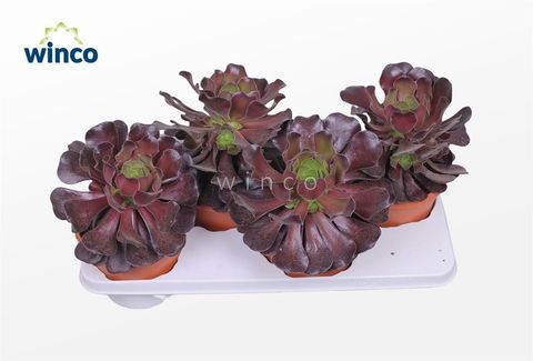 Aeonium arboreum 'Velours'