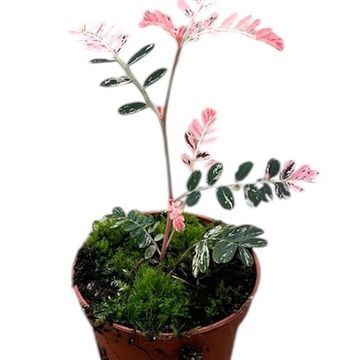 Phyllanthus urinaria 'Variegata'