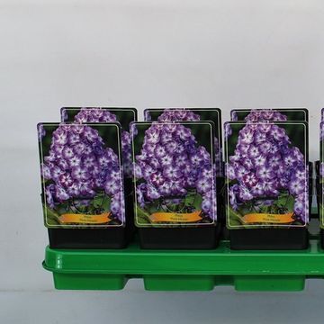 Phlox 'Pixie Miracle'