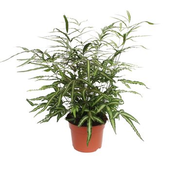 Pteris cretica 'Albolineata' Pteris cretica 'Albolineata'