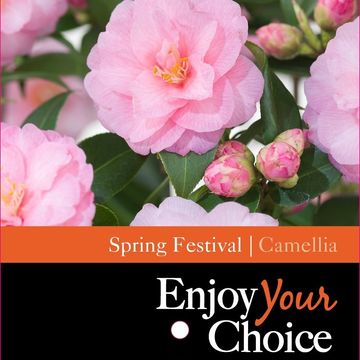 Camellia 'Spring Festival'