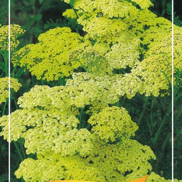 Achillea millefolium MIX