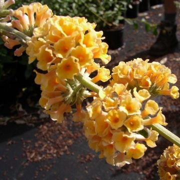 Buddleja x weyeriana 'Sungold'