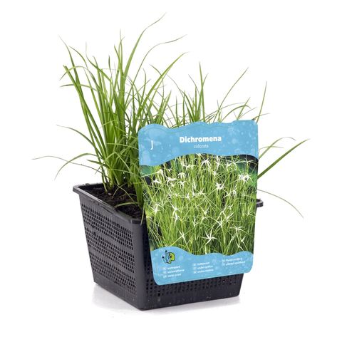 Rhynchospora colorata