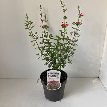 Salvia microphylla 'Hot Lips'