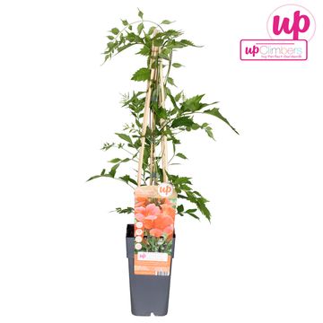 Campsis radicans 'Flamenco'