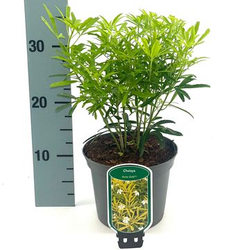 Choisya 'Aztec Gold'