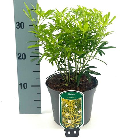 Choisya 'Aztec Gold'