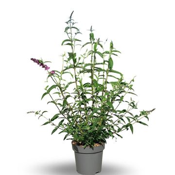 Buddleja davidii 'Royal Red'