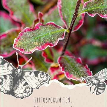 Pittosporum MIX