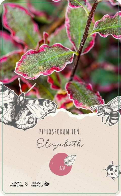 Pittosporum MIX