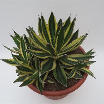 Agave lophantha 'Quadricolor'