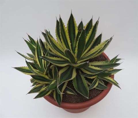 Agave lophantha 'Quadricolor'