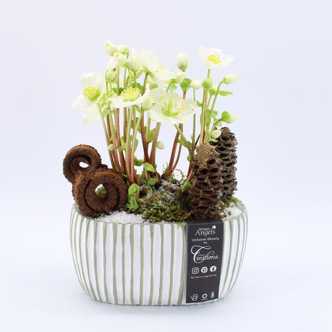 Arrangement Helleborus