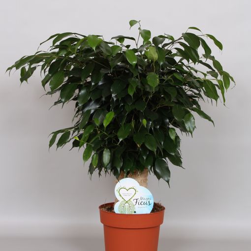 Ficus benjamina 'Danielle' (Peeters Potplanten)