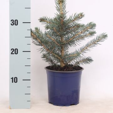 Picea pungens 'Glauca'