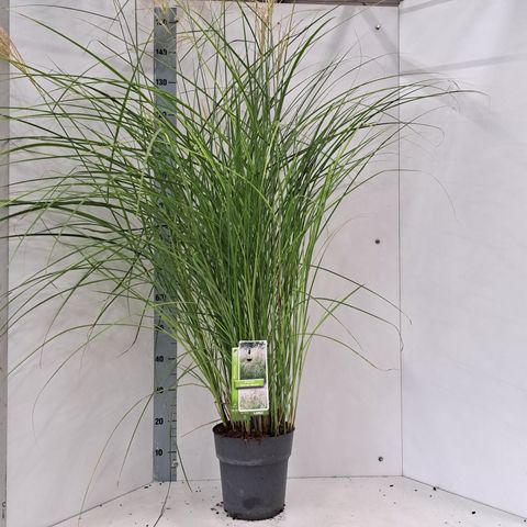 Miscanthus sinensis 'Herman Mussel'