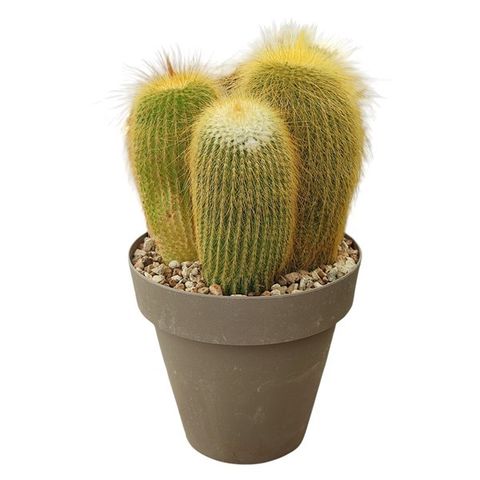Notocactus leninghausii
