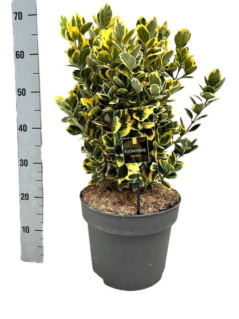 Euonymus japonicus 'Marieke'