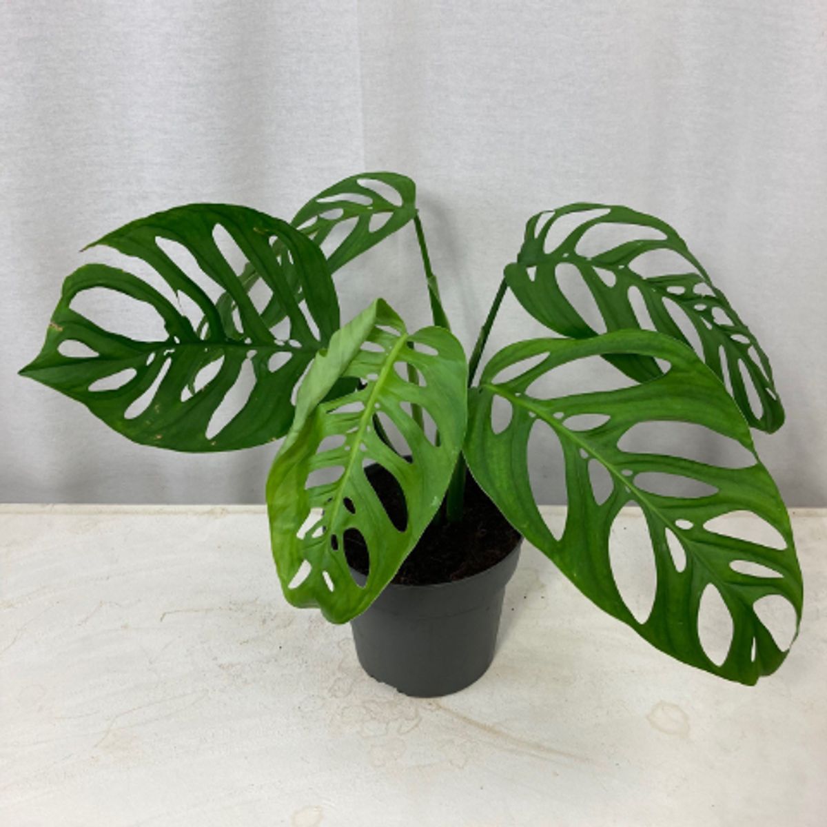 philodendron gloriosum white veins White Vein