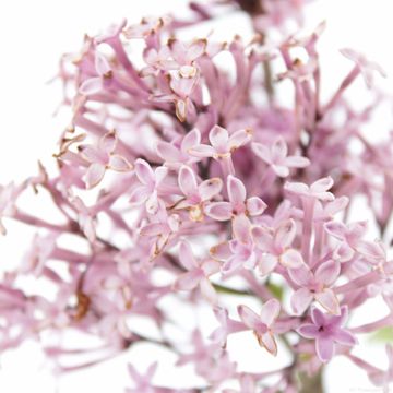 Syringa 'Red Pixie'