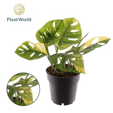 Monstera adansonii 'Aurea Variegata'