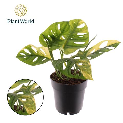 Monstera adansonii 'Aurea Variegata'