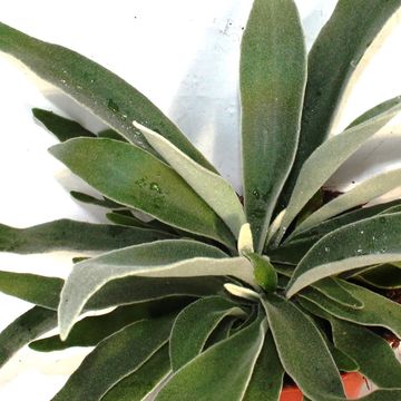 Platycerium veitchii 'Braam'