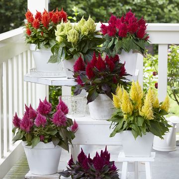 Celosia argentea KELOS FIRE RED