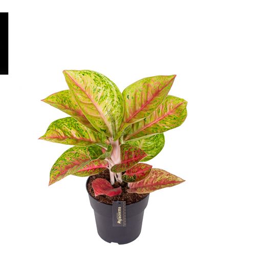 Aglaonema 'Grand Poppy'