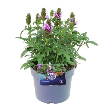 Prunella x webbiana 'Gruss aus Isernhagen'