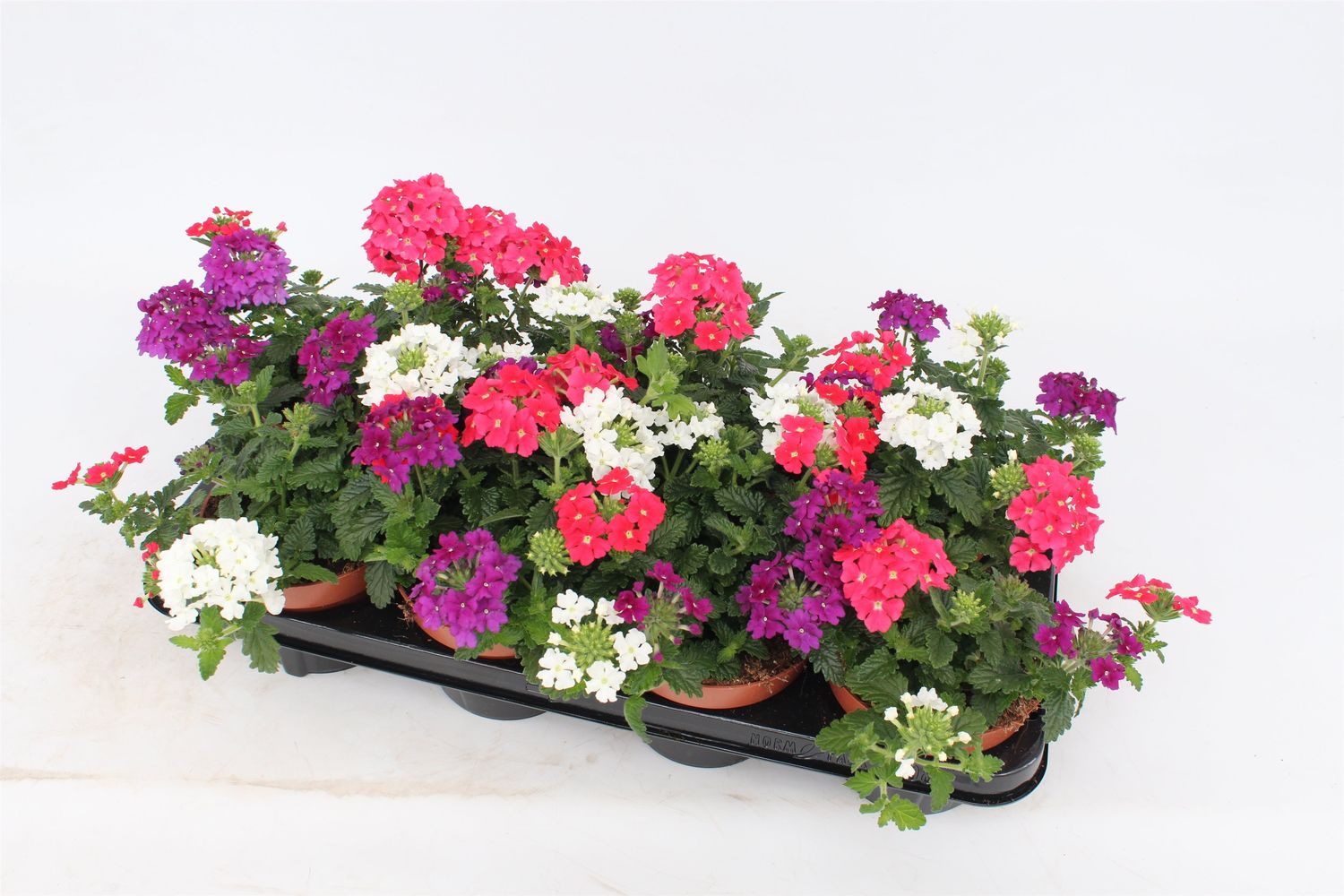 Verbena MIX IN POT — Plant Wholesale FlorAccess