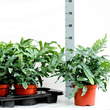 Phlebodium aureum 'Blue Star'