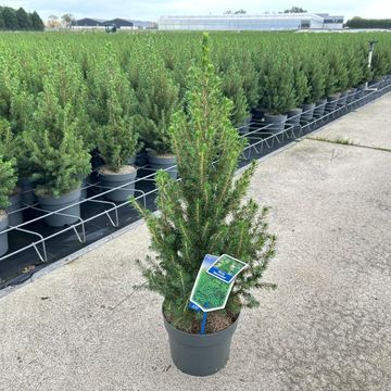 Picea glauca 'Conica'