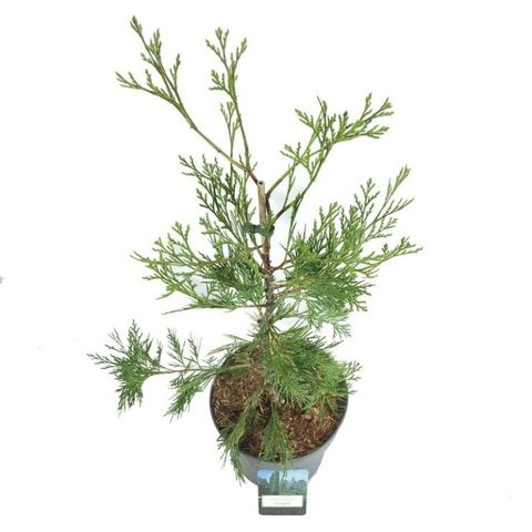 Calocedrus decurrens 'Pillar'