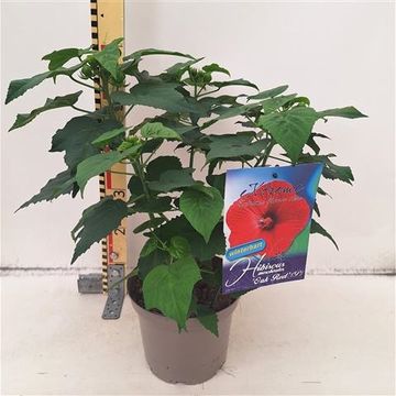 Hibiscus moscheutos 'Oak Red'