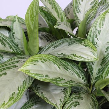 Aglaonema 'Silver Bay'