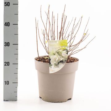 Philadelphus 'Snowbelle'